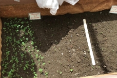 Tiny potato plants in greenhouse